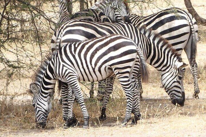 Day Trip To Arusha National Park