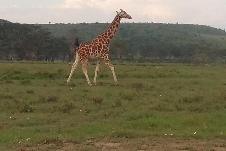 4 Days Safari to Lake Bogoria NR Lake Nakuru NP Naivasha, Hells gate NP-Midrange