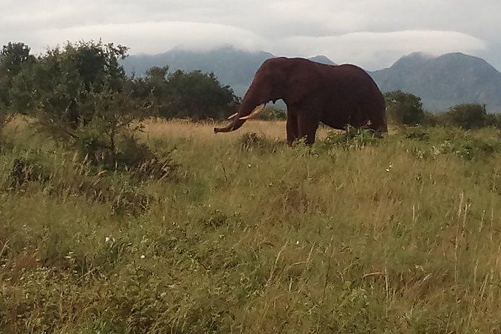 4 Days Safari to Tsavo East N/P, Tsavo West N/P, Taita Hills Wildlife Sanctuary.
