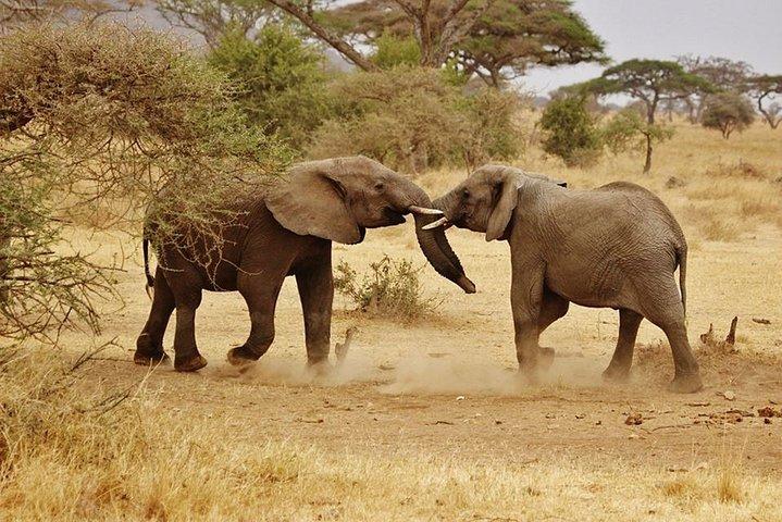 1 4 DAYS Unforgettable Safari to Northern Tanzania.