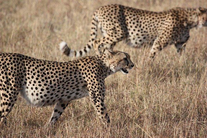 1 4 DAYS Unforgettable Safari to Northern Tanzania.
