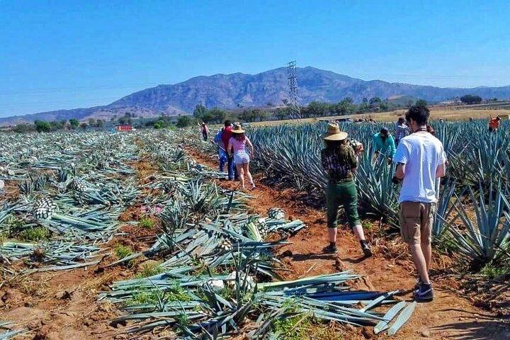 Tequila Tour