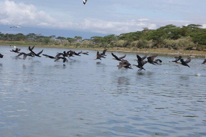 5 Days Safari to Lake Naivasha, Hells Gate N/P, Maasai Mara N/R.