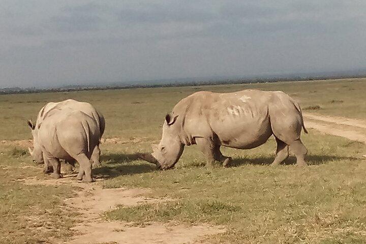 5 Days Safari to Samburu N/R Ol Pejeta Conservancy Hells Gate N/P, Lake Naivasha