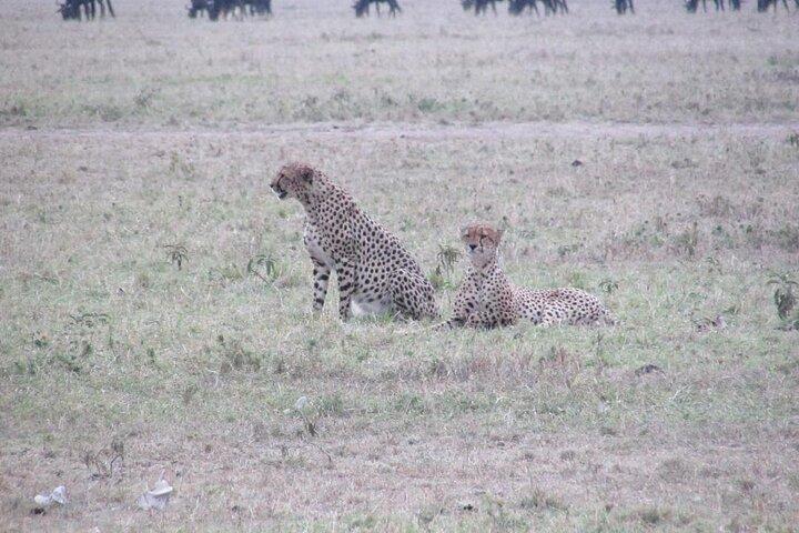 5 Days Safari to Maasai Mara N/R- Mid range.