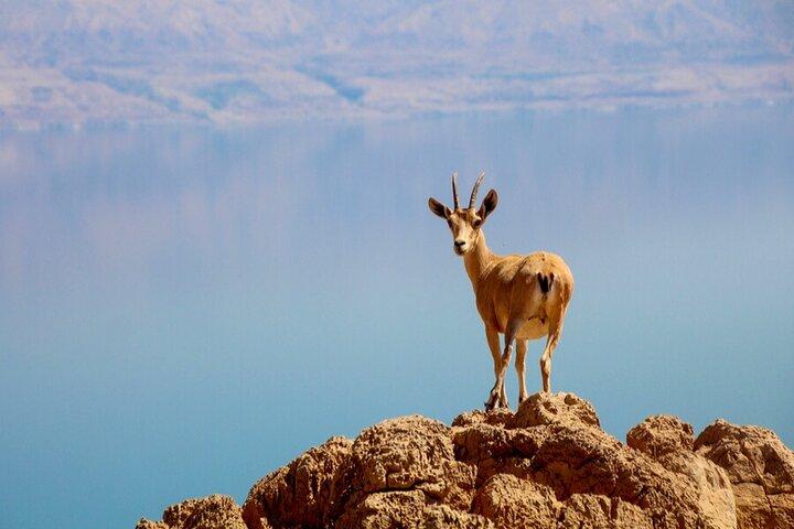 Desert Safari and Dead Sea Day Trip from Tel Aviv
