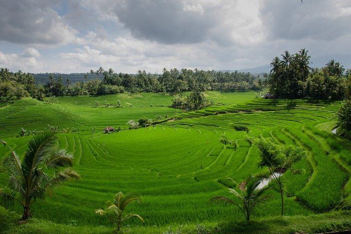 Water Temples and UNESCO Rice Terraces Private Bali Tour