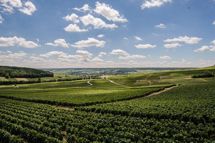 A unique sensory experience in the vineyards