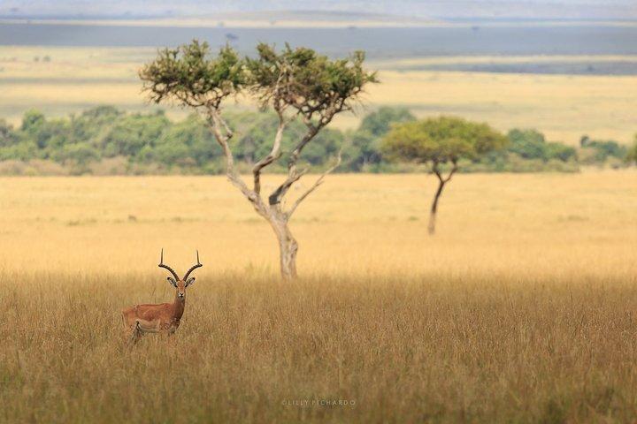 6 Days Safari to Meru N/P, Lake Naivasha, Maasai Mara N/R - Mid range.