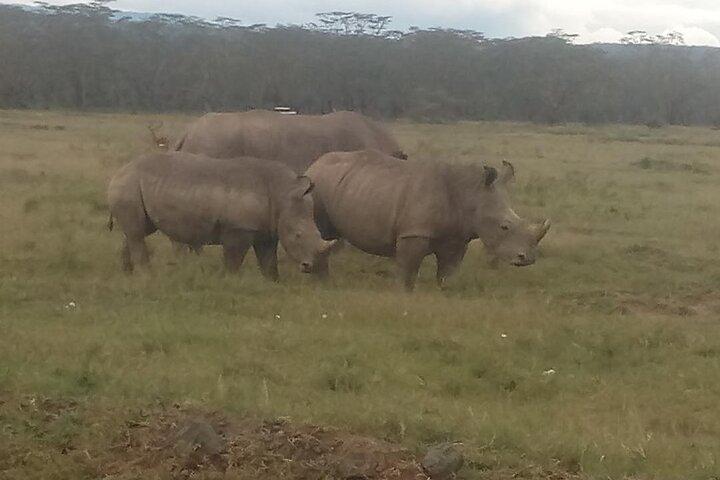 6 Days Safari to Lake Bogoria N/R, Lake Nakuru N/P, Maasai Mara N/R.