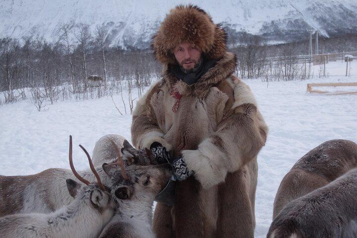 Reindeer Feeding & Sámi Culture Experience