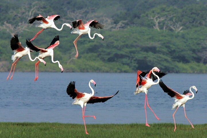 Birdwatching by Boat at Kalametiya Sanctuary