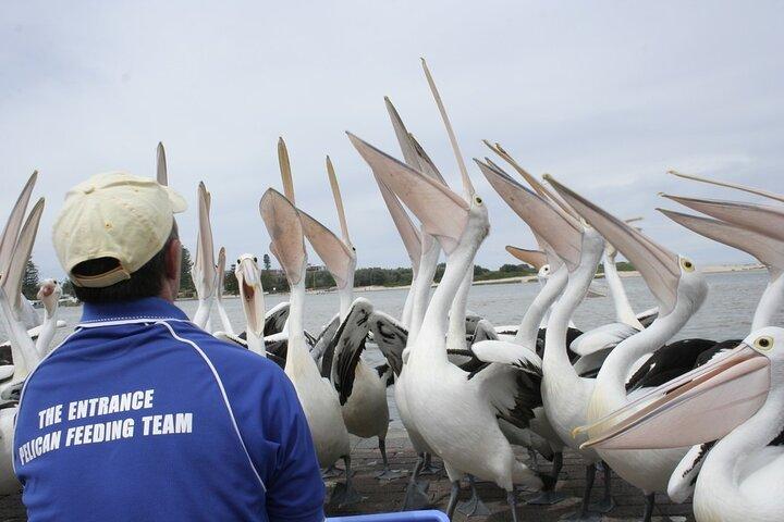 Central Coast Private Tour From Sydney, with Australian Reptile Park Option