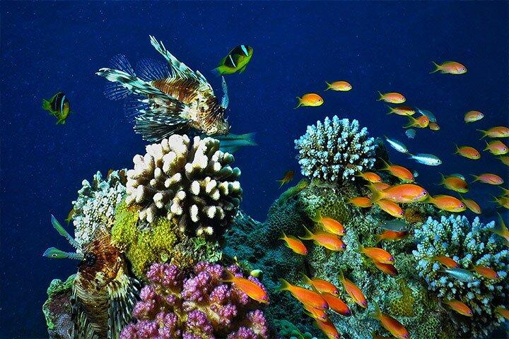 Private Full Day Tour to Aqaba Red Sea from Wadi Rum