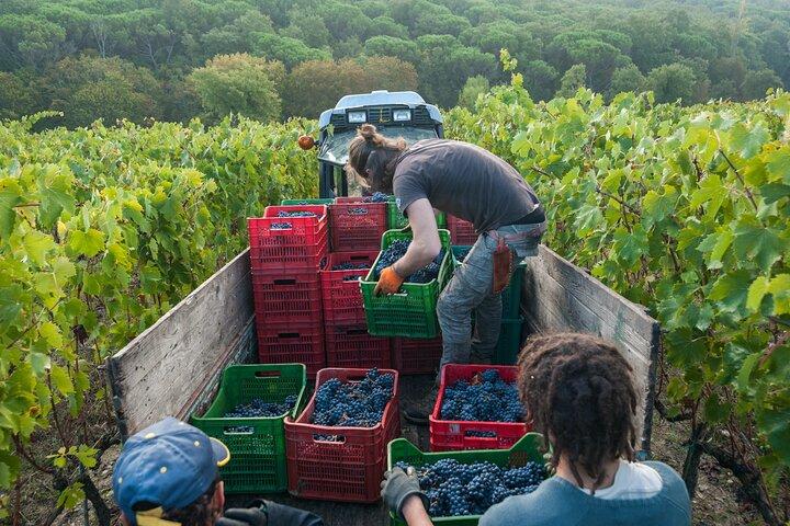 PRIVATE Half-Day Tour: Chianti Classico Wine Experience.