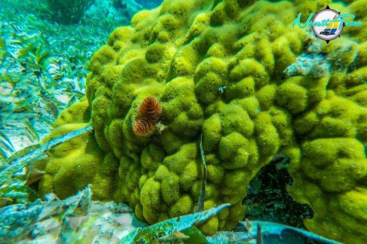 All inclusive Snorkeling at Hol Chan
