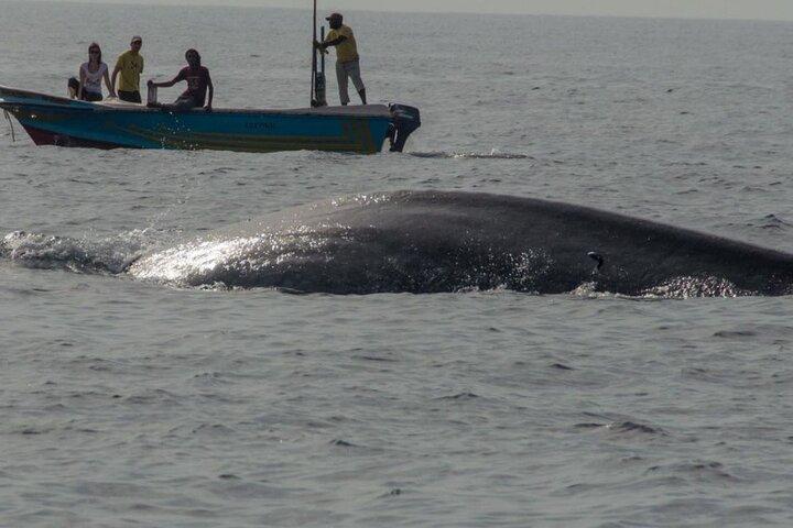 Whale Watching from Mirissa on Shared Boat