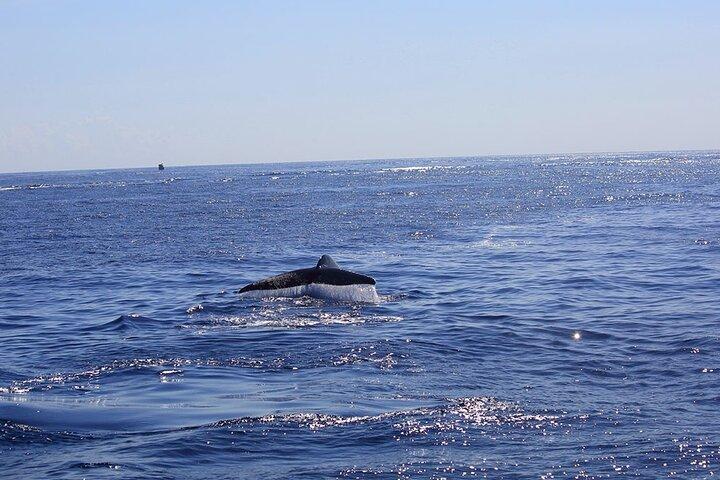 Whale Watching from Mirissa on Shared Boat