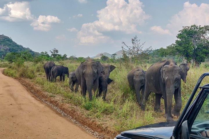 Sigiriya Rock and Wild Elephant Safari from Dambulla