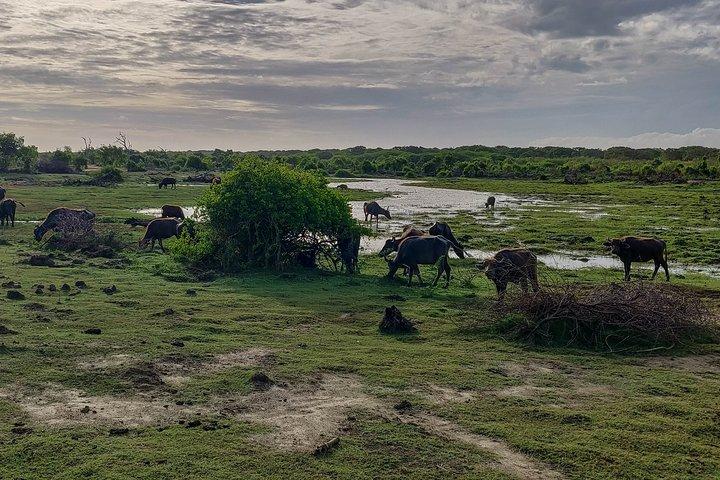 Bundala National Park Safari from Dikwella