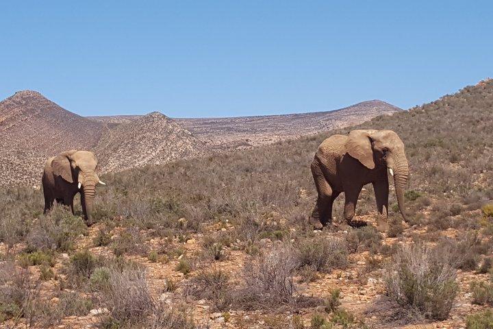 Safari Game Drive With Wine Tasting Option Close To Cape Town