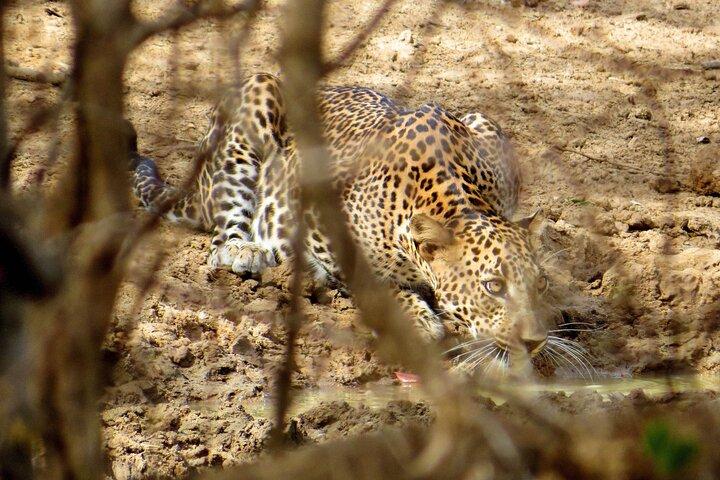 Yala National Park Safari from Galle