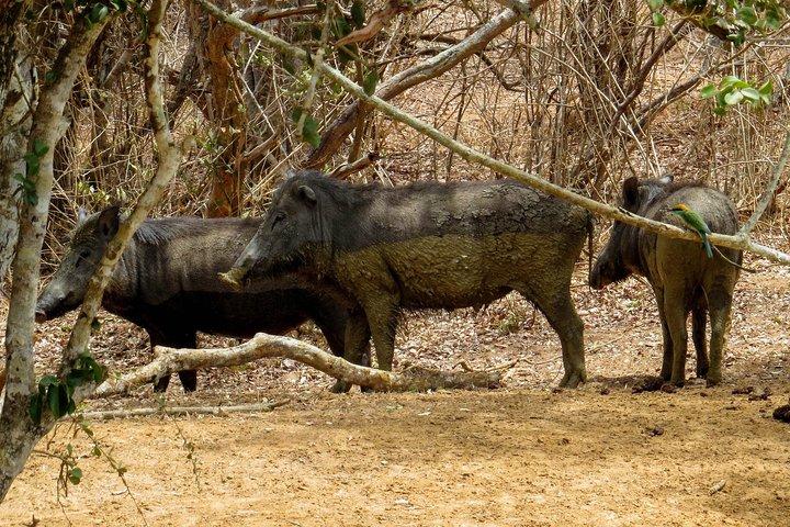 Yala National Park Safari from Galle