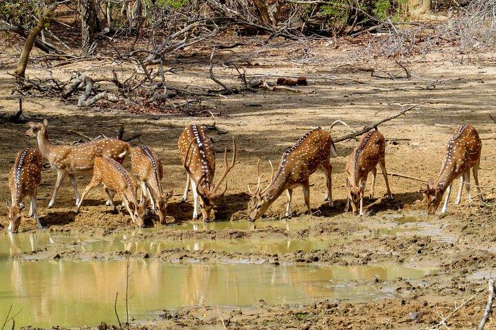 Yala National Park Safari from Galle
