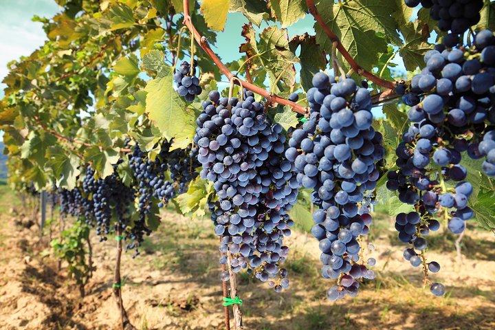 Private daytrip to Siena & Chianti wine country, with wine tasting from Florence