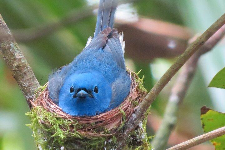 Treking / Bird Watching / Excursion at Sinharaja Rain Forest