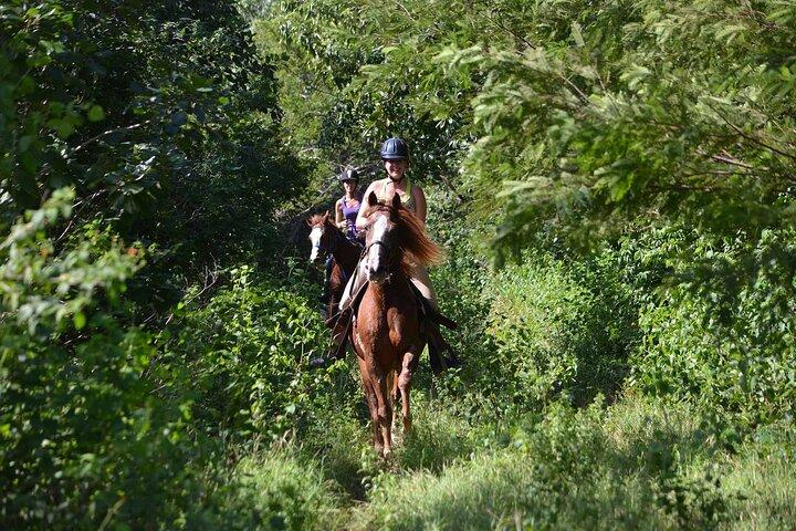 Stroll the Jungle Trails on our Horseback Riding, with transport