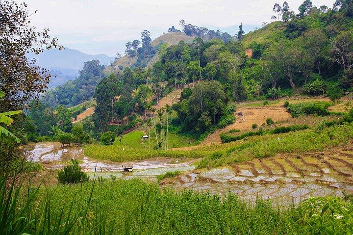 Trekking in Illukpelessa Village from Ella