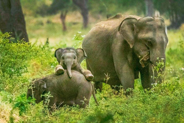 Yala National Park Safari from Tangalle