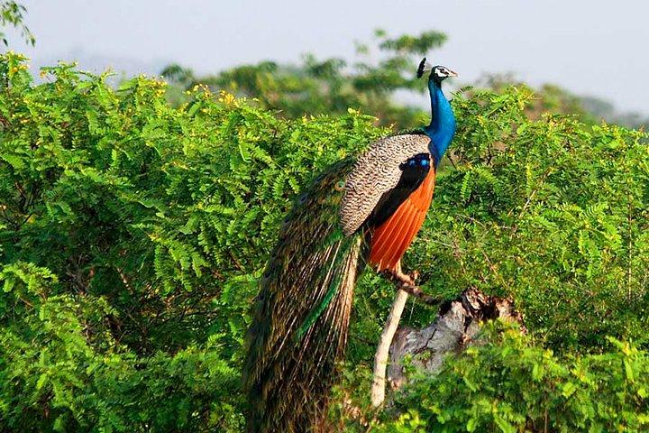 Yala National Park Safari from Tangalle