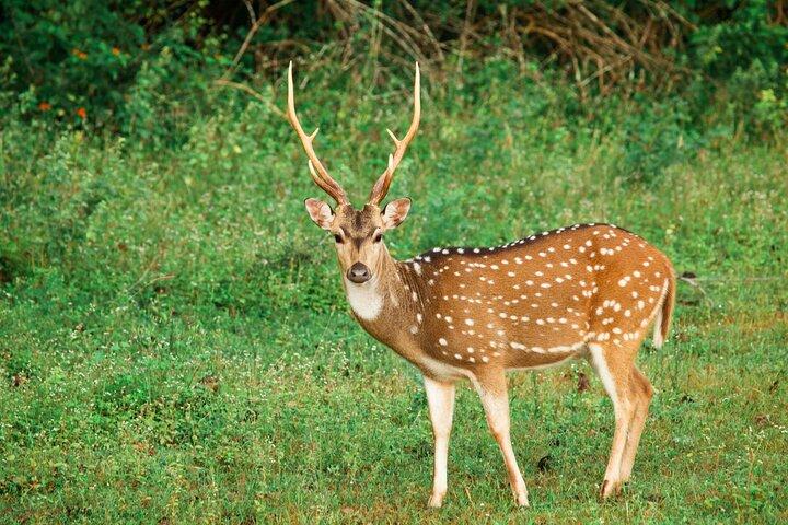 Yala National Park Safari from Tangalle