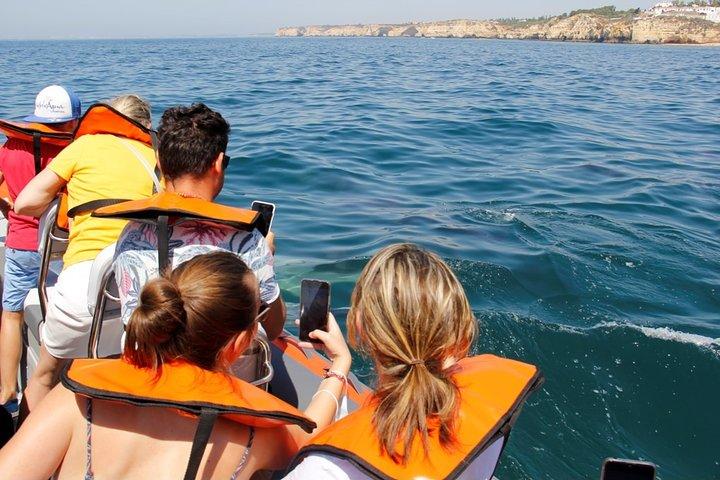 Dolphin and Whale Watching in Lagos