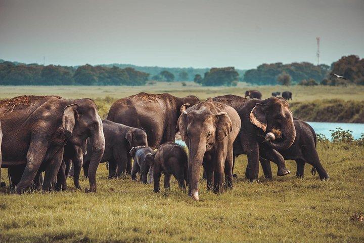 Colombo to Trincomalee Shuttle & Safari Drive