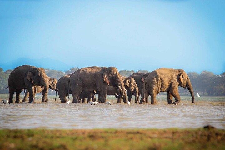 Mirissa to Ella Shuttle & Udawalawe Safari Drive with Breakfast