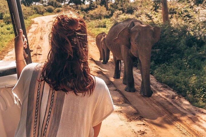Ella to Mirissa Shuttle & Udawalawe Safari Drive with Breakfast
