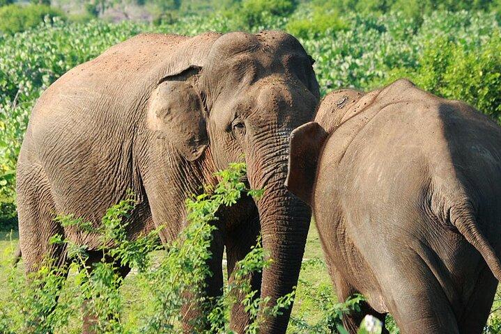 One Day Safari Tour to Bundala National Park from Colombo