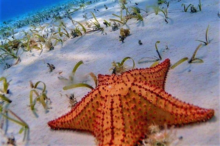 Full-Day El Cielo Snorkel Tour in Cozumel with Transportation and Lunch