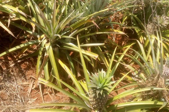 1 Day Trip to Coffee and Pineapple Farms Around Nairobi.