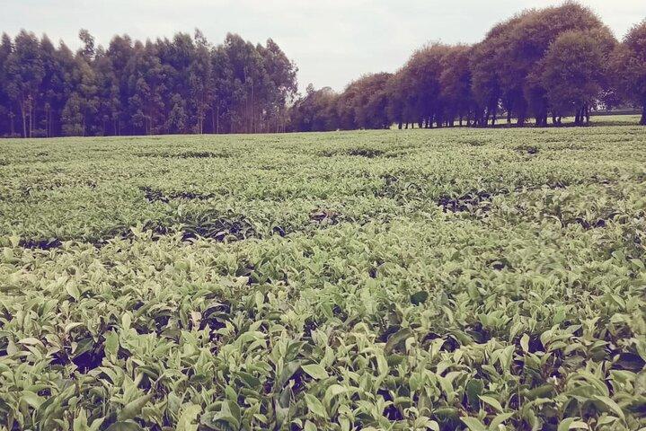 3 Days Safari to Kiambethu Coffee Farm and Kericho Tea Plantations.