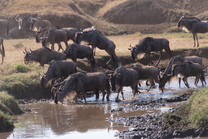 11 Days Mount Kilimanjaro Hiking and Private Tanzania Lodge Safari