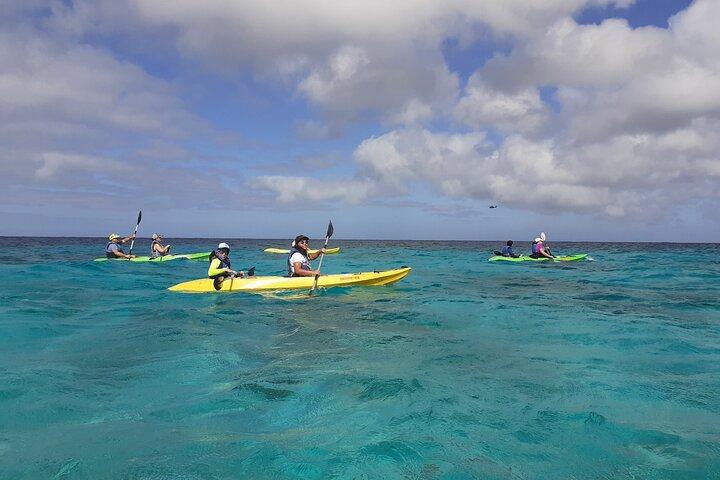 Aruba Glass Bottom Kayak Tour through the Mangrove Forest