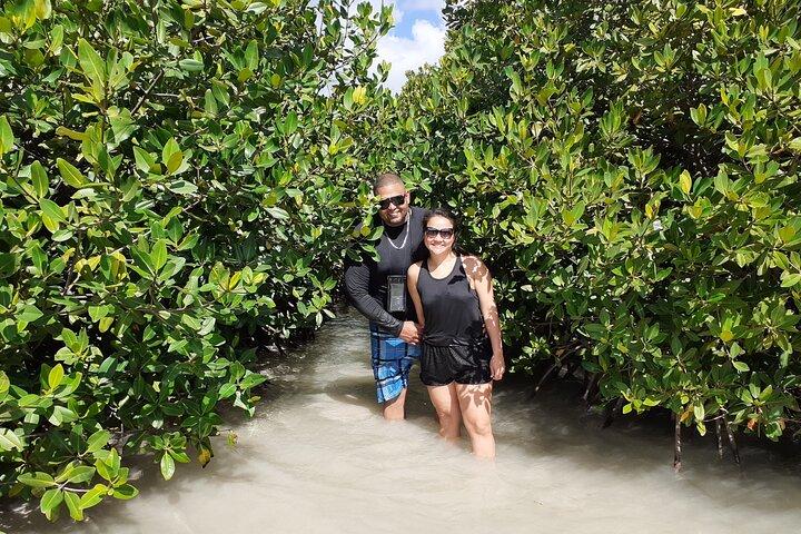 Aruba Glass Bottom Kayak Tour through the Mangrove Forest
