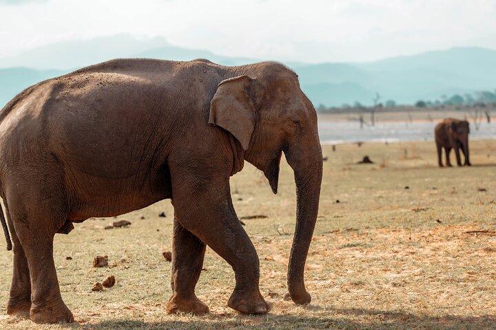 Udawalawe National Park Entrance Ticket with Private Safari