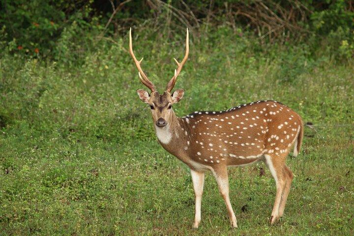 Yala National Park Safari from Udawalawe