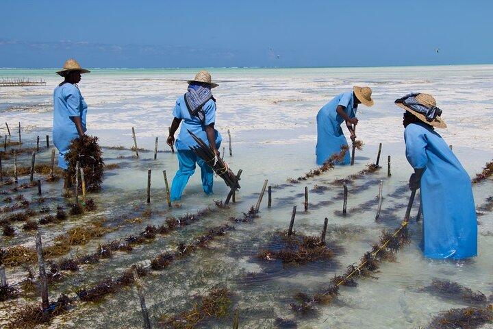 Jozani Forest, Village Tour and Mtende Beach Private Trip