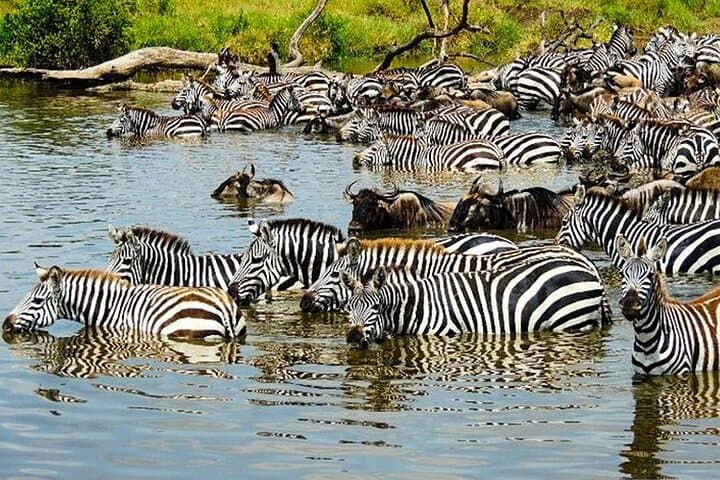 Masai Mara Interactive & Lake Nakuru Safari 4D/3N
